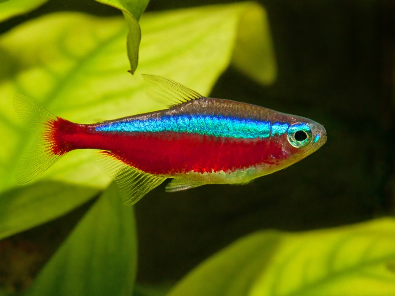 Peixes de aquário - Tetra Neon Cardinal Adulto