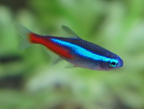 Peixes de aquário - Tetra Neon Innesi Adulto