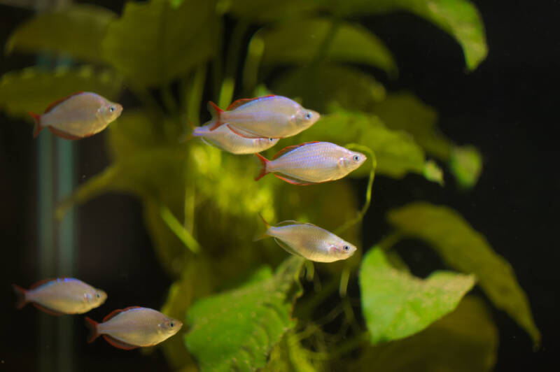 Peixes de aquário da espécie Rainbownfish