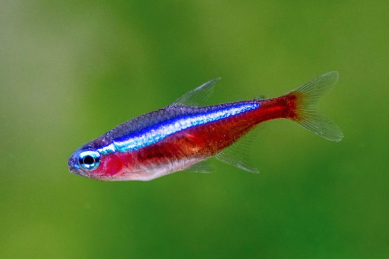 Peixes de aquário - Tetra neon cardinal