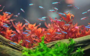 Cardume de peixes de aquario da especie Tetra Neon Cardinal