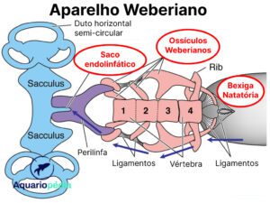 Aparelho Weberiano - Anatomia em Peixes