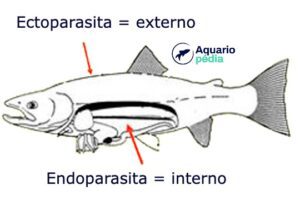 Diferença entro endoparasita e ectoparasita