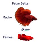 Peixe Betta - Diferença entre masculinos e femininos