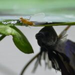 Peixe Betta comendo inseto
