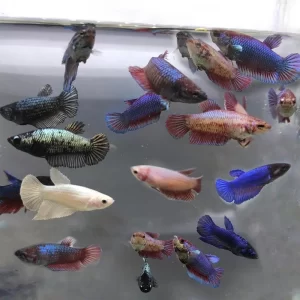 Peixe de aquário betta splendens fêmeas de múltiplas cores