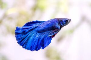 Peixe de aquário betta splendens macho da cor azul