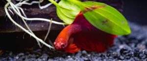 Peixe de aquário betta splendens macho da cor vermelha