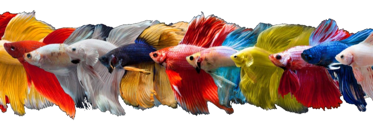 Peixe de aquário betta splendens machos de múltiplas cores