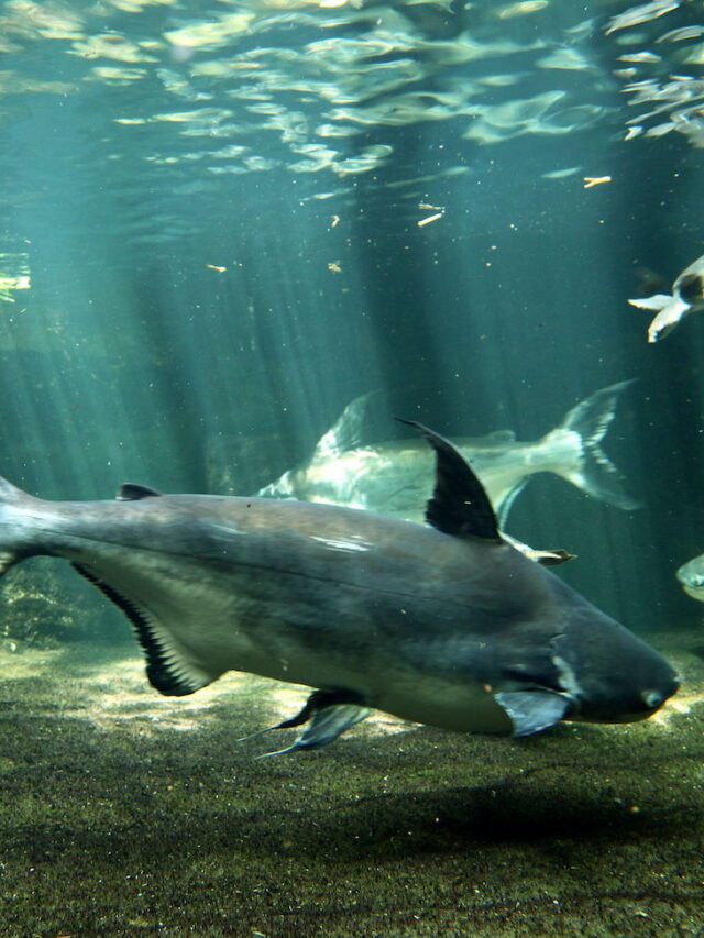 Pangasius comum: o tubarão de aquário